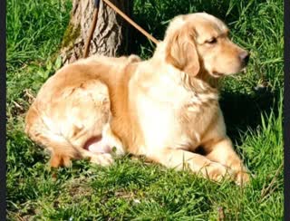 Golden Retriever