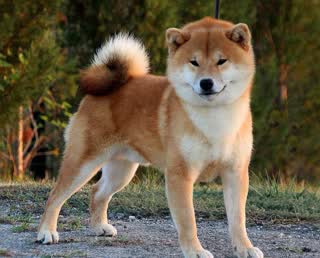 Shiba Inu