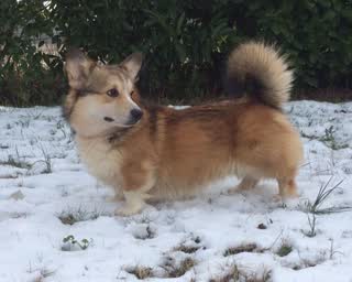 Welsh Corgi Pembroke