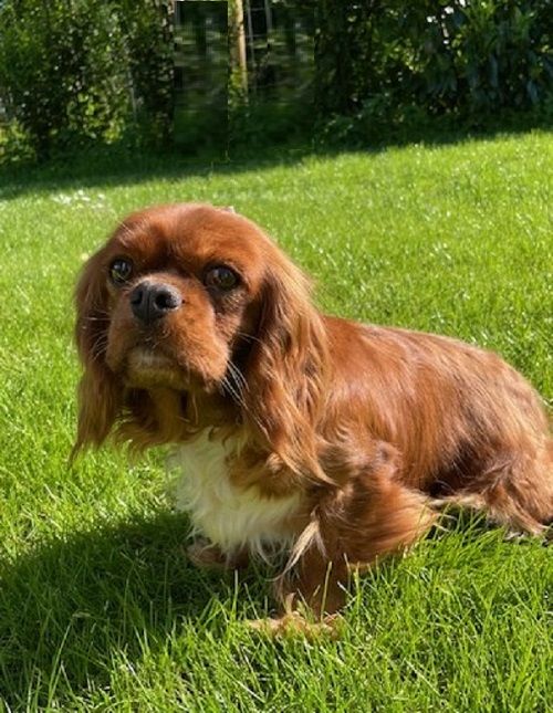 Opaline, Cavalier King Charles du Village du Chiot