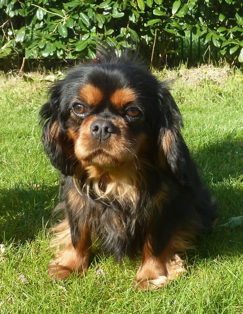 Sarouman du Moulin de la Terrasse, Cavalier King Charles du Village du Chiot
