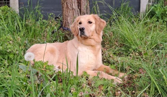 Alice, Golden Retriever du Village du Chiot