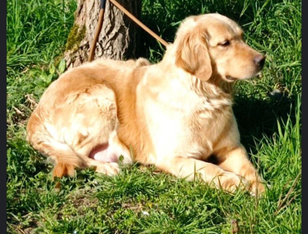 Romy, Golden Retriever du Village du Chiot