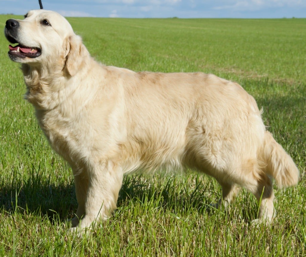 Simba du Royaume de Goldie, Golden Retriever du Village du Chiot