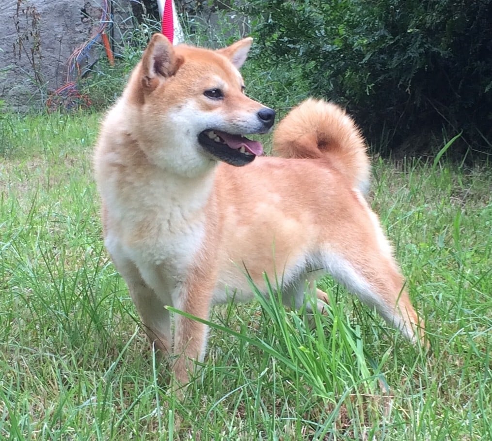 Anouk, Shiba Inu du Village du Chiot