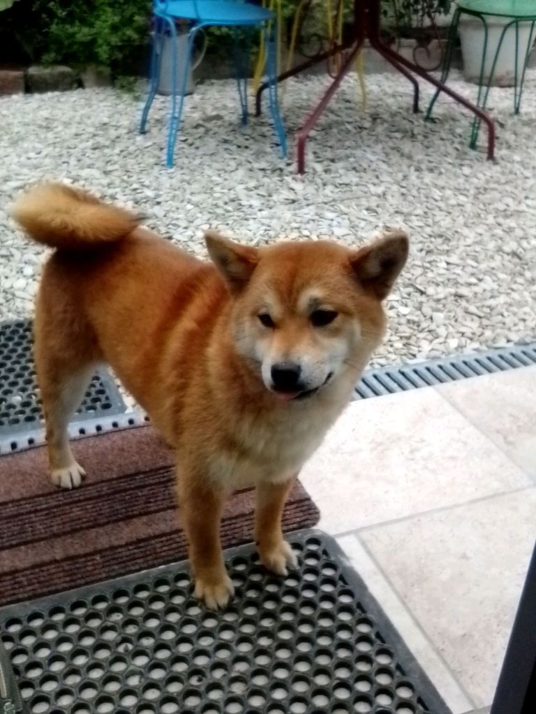 Naoky de Percyval, Shiba Inu du Village du Chiot
