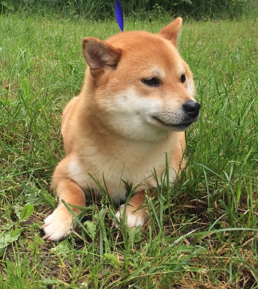 Rasta, Shiba Inu du Village du Chiot