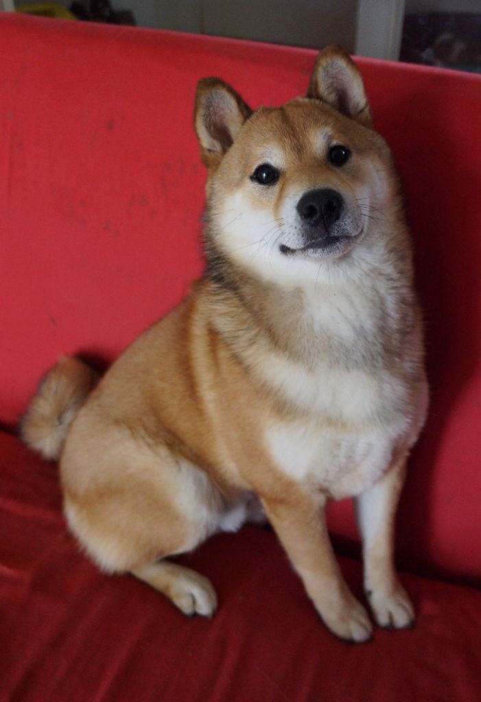 R’Sushi de Percyval, Shiba Inu du Village du Chiot