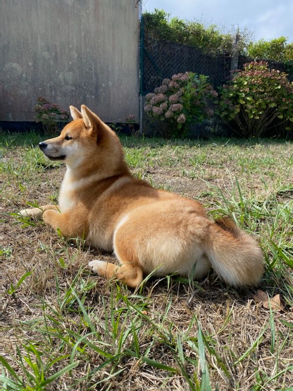 Salma, Shiba Inu du Village du Chiot
