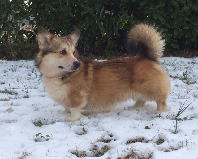 Touik, Welsh Corgi Pembroke du Village du Chiot