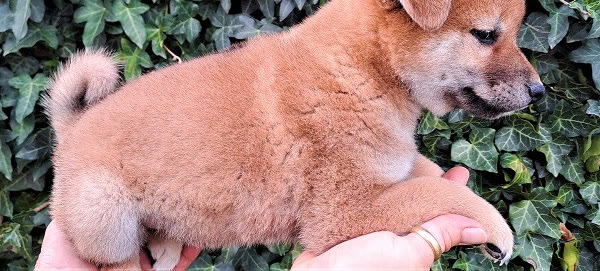 Chiot Shiba Inu de profil