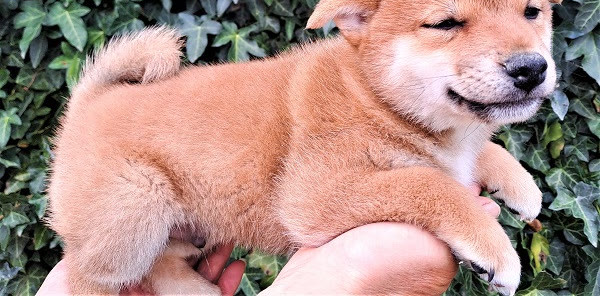 Chiot Shiba Inu tenu dans la main