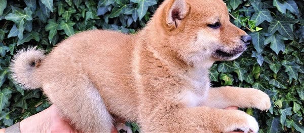 Chiot Shiba Inu né au Village du Chiot