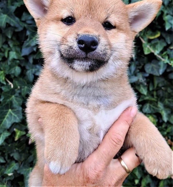 Chiot Shiba Inu femelle