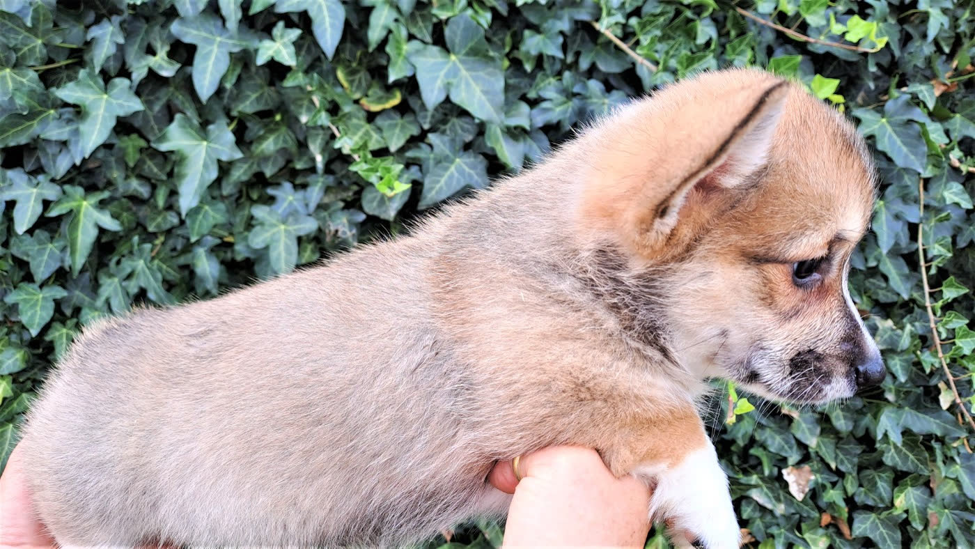 Chiot Welsh Corgi Pembroke né au Village du Chiot