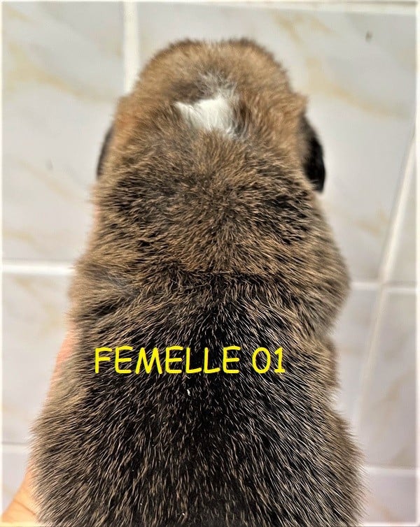 Chiot Welsh Corgi Pembroke né au Village du Chiot