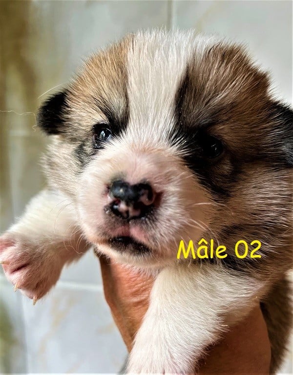Chiot Welsh Corgi Pembroke né au Village du Chiot