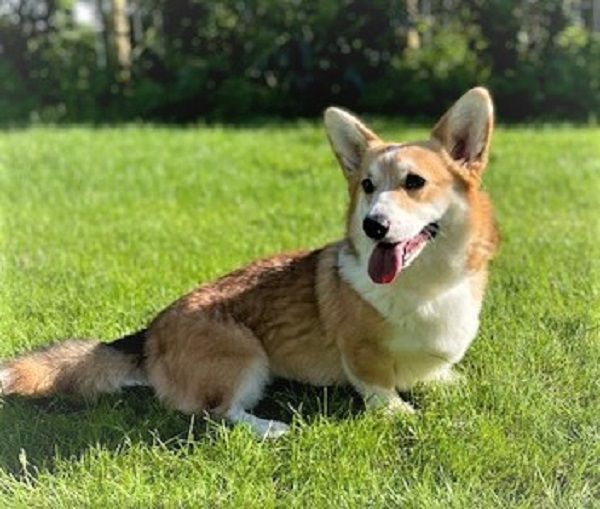 Chiot Welsh Corgi Pembroke né au Village du Chiot