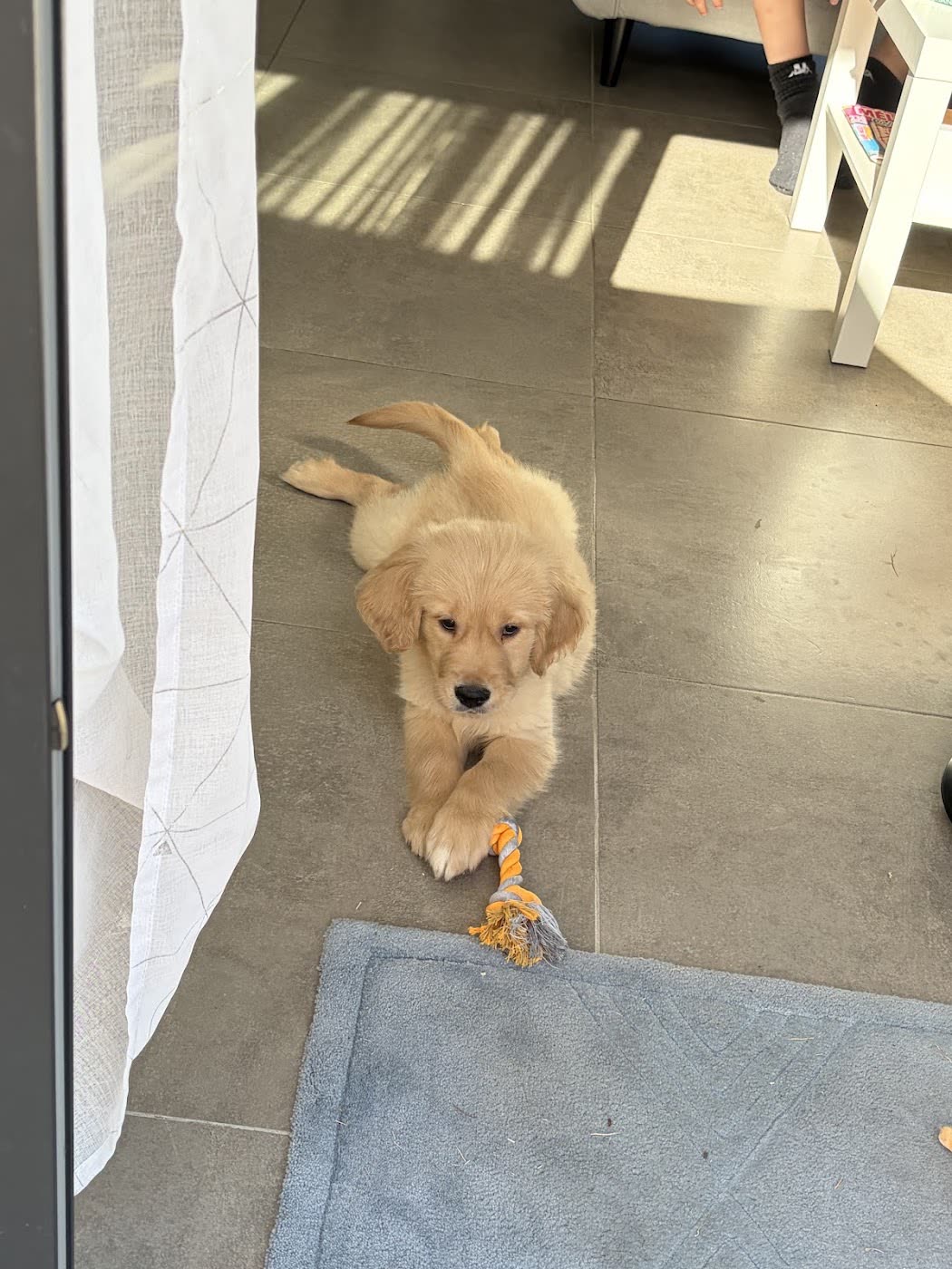 Chiot Golden Retriever né au Village du Chiot