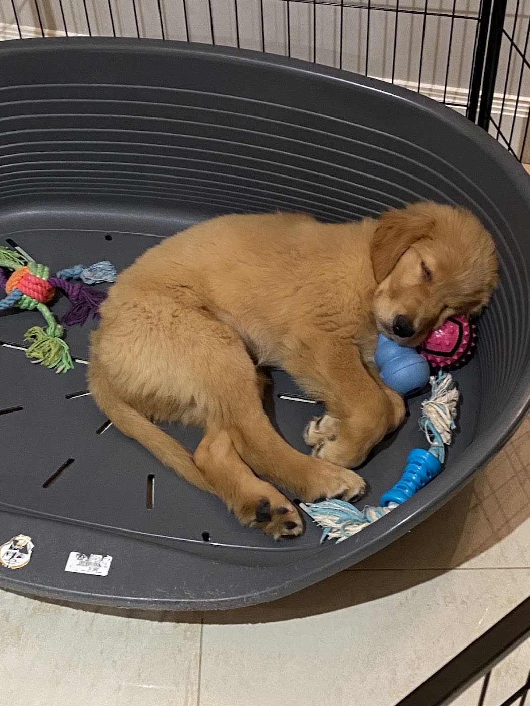 Chiot Golden Retriever né au Village du Chiot