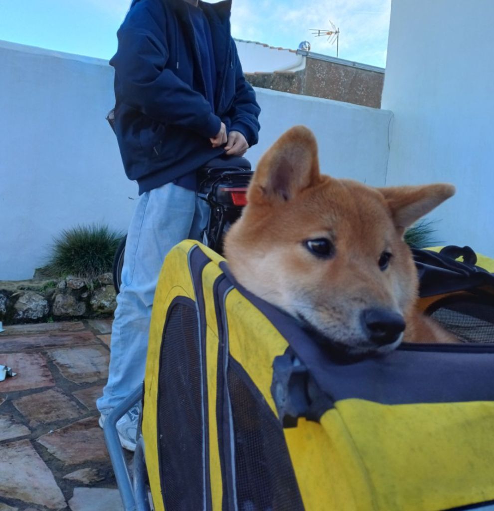 Un shiba arrive avec son sac